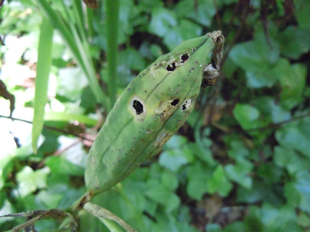 Grossi frutti - Chamaeiris foetidissima (=Iris foetidissima)